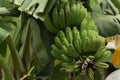 Pisang Kepok / Musa acuminata Ãâ balbisiana